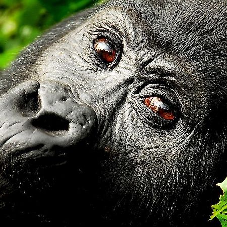 Отель Sanctuary Gorilla Forest Camp Ntungamo  Экстерьер фото