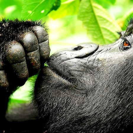 Отель Sanctuary Gorilla Forest Camp Ntungamo  Экстерьер фото