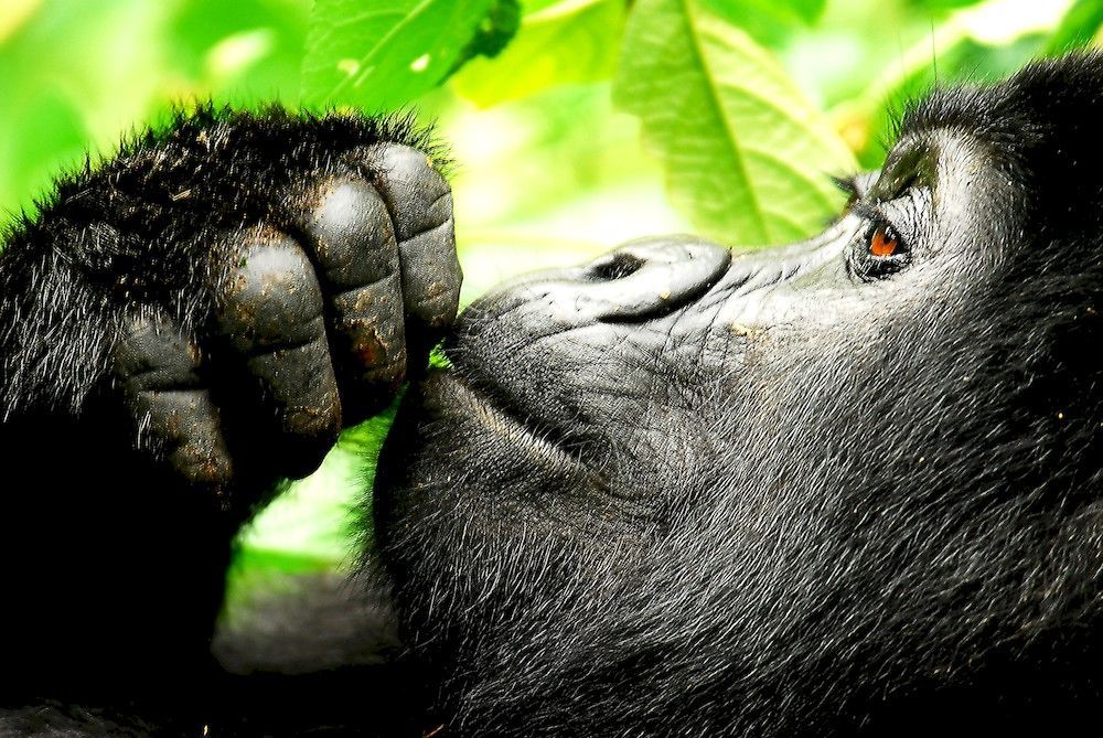 Отель Sanctuary Gorilla Forest Camp Ntungamo  Экстерьер фото